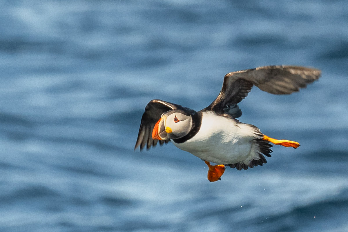 Puffin at Witless Bay Ecological Reserve, Newfoundland.