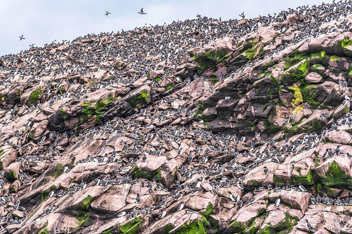 Gull Island, Witless Bay Ecological Reserve, Newfoundland