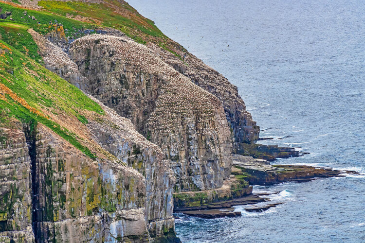 Gannet nests covering the cliffs at Cape St. Mary's Ecological Reserve, Newfoundland.