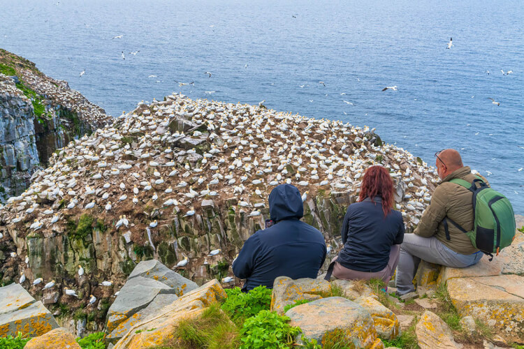 Watching gannets, Newfoundland, Canada