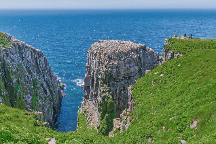 Bird Rock, Cape St. Mary's Ecological Reserve, Newfoundland, Canada.