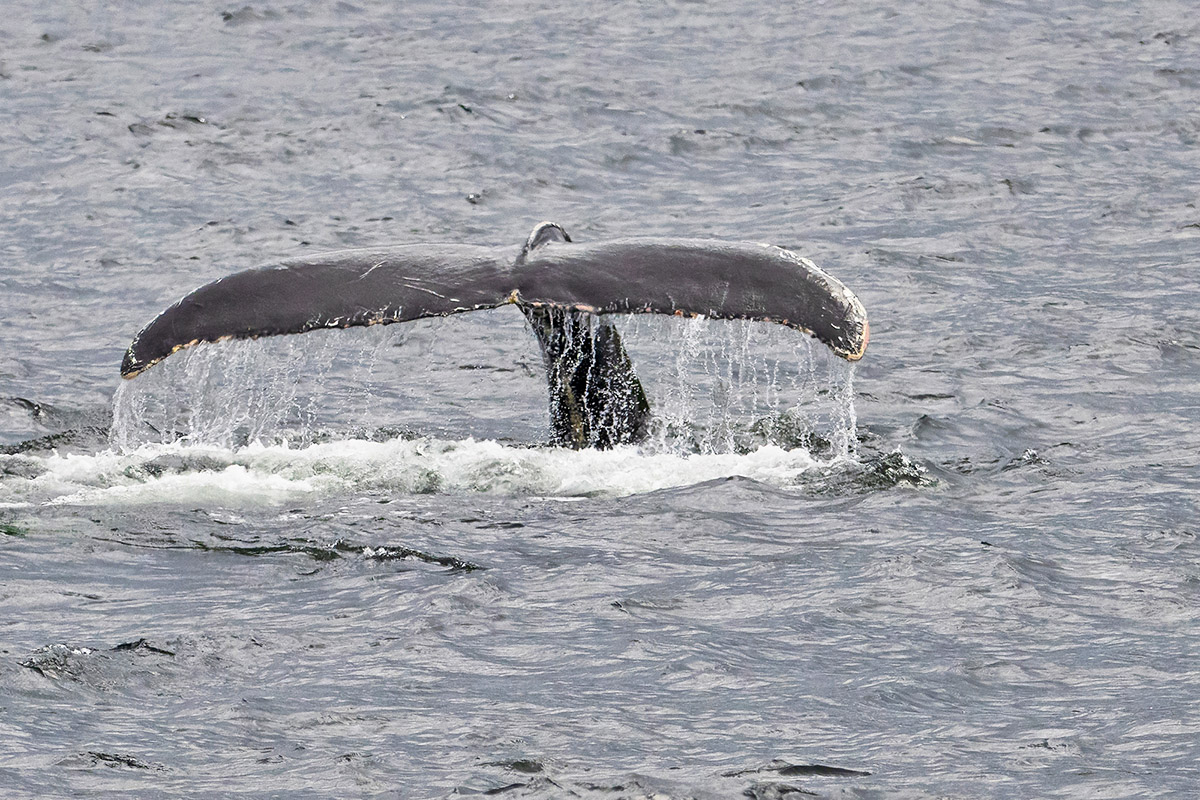 Humpback whale diving, Witless Bay Ecological Reserve, Newfoundland