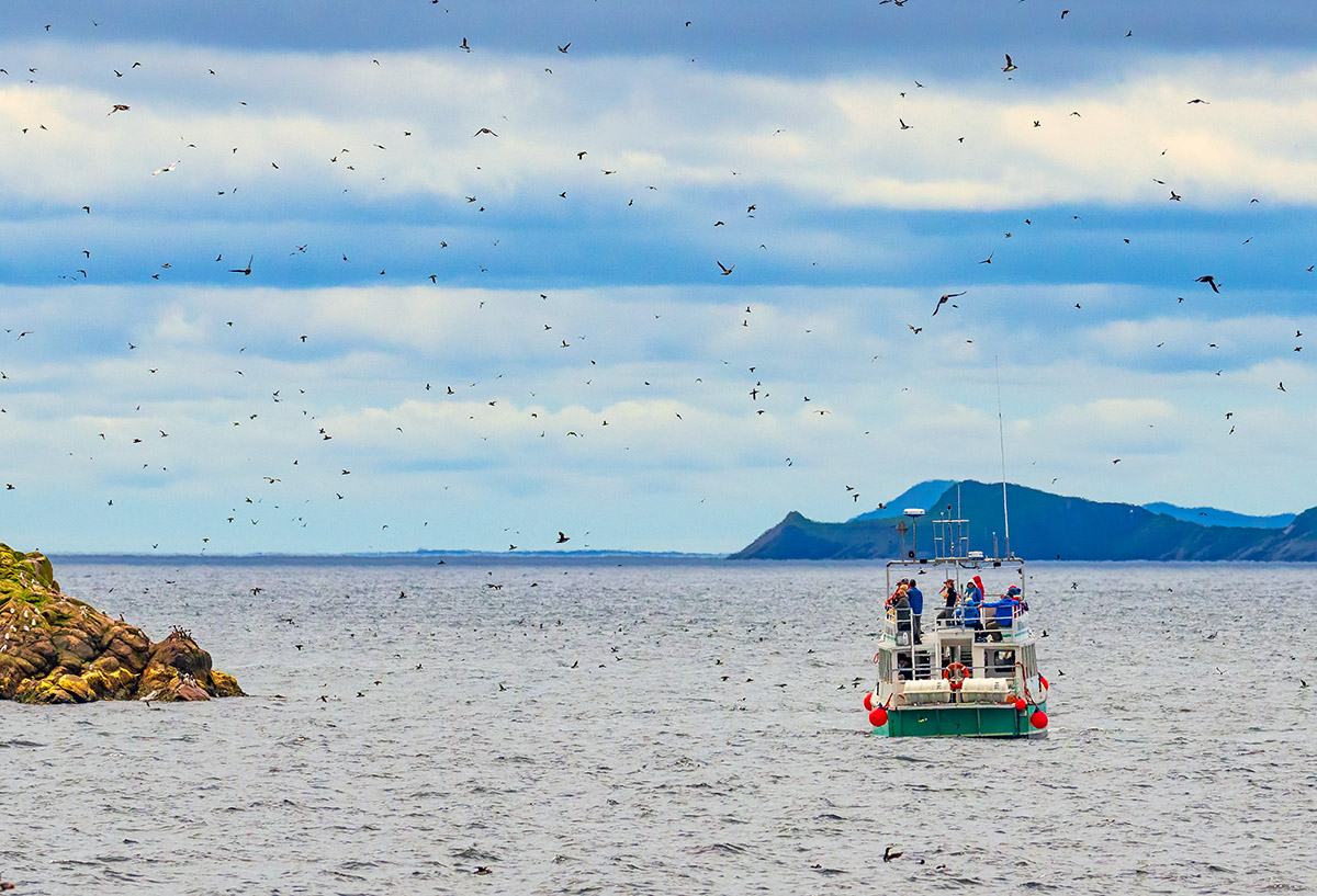 Boat excursion Witless Bay Ecological Reserve, Newfoundland