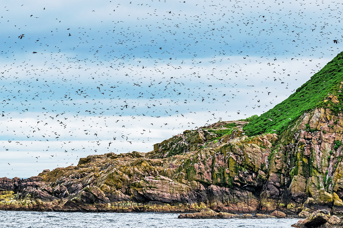 Gull Island, Witless Bay Ecological Reserve, Newfoundland