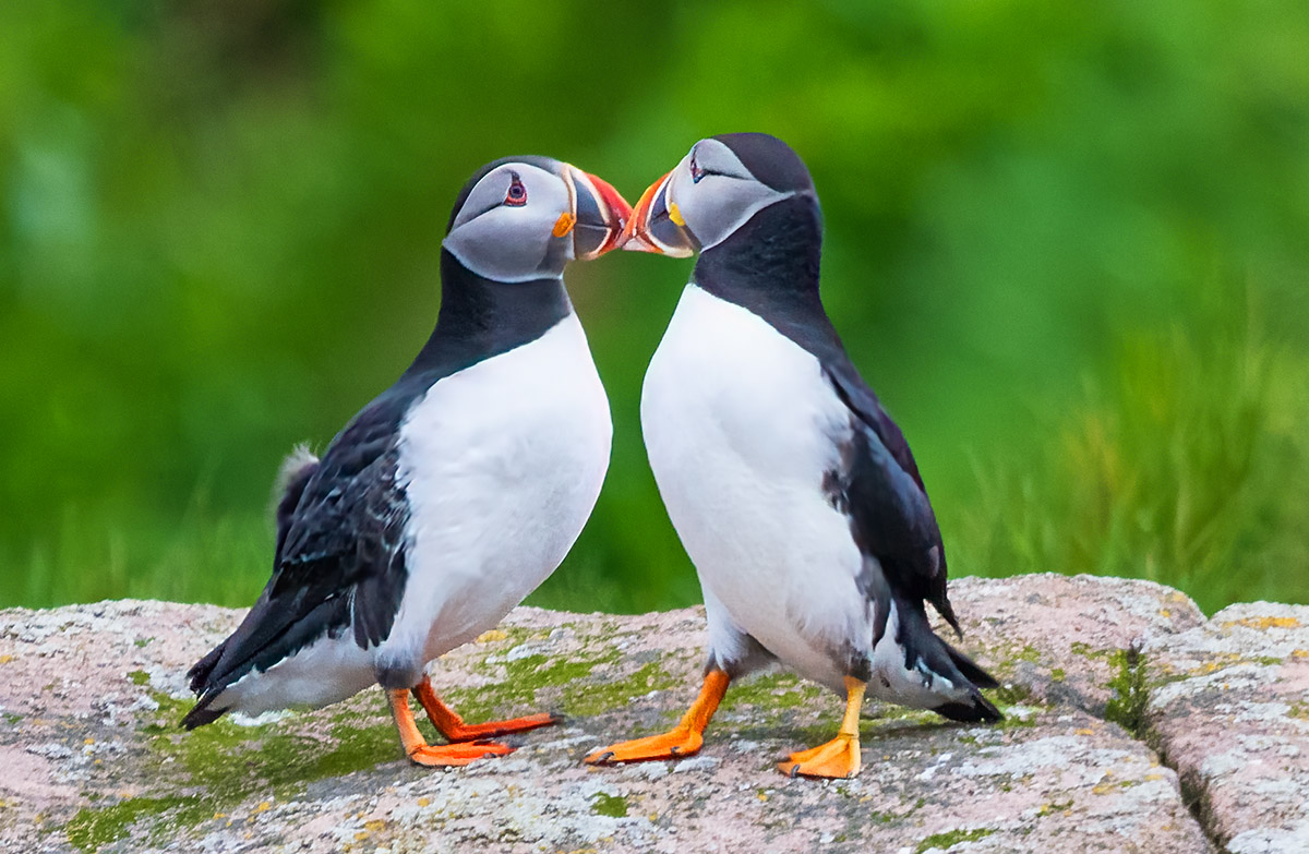 Puffins, Witless Bay Ecological Reserve, Newfoundland