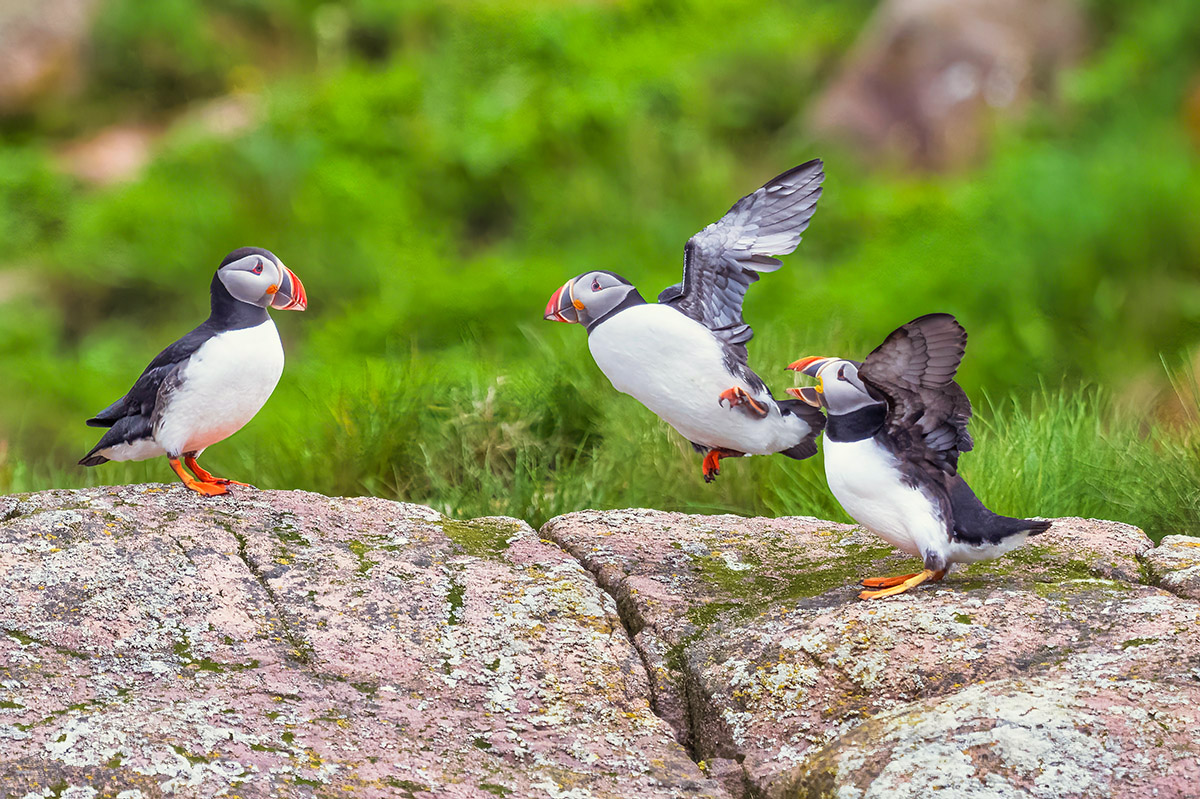 Puffin activity, Witless Bay Ecological Reserve, Newfoundland