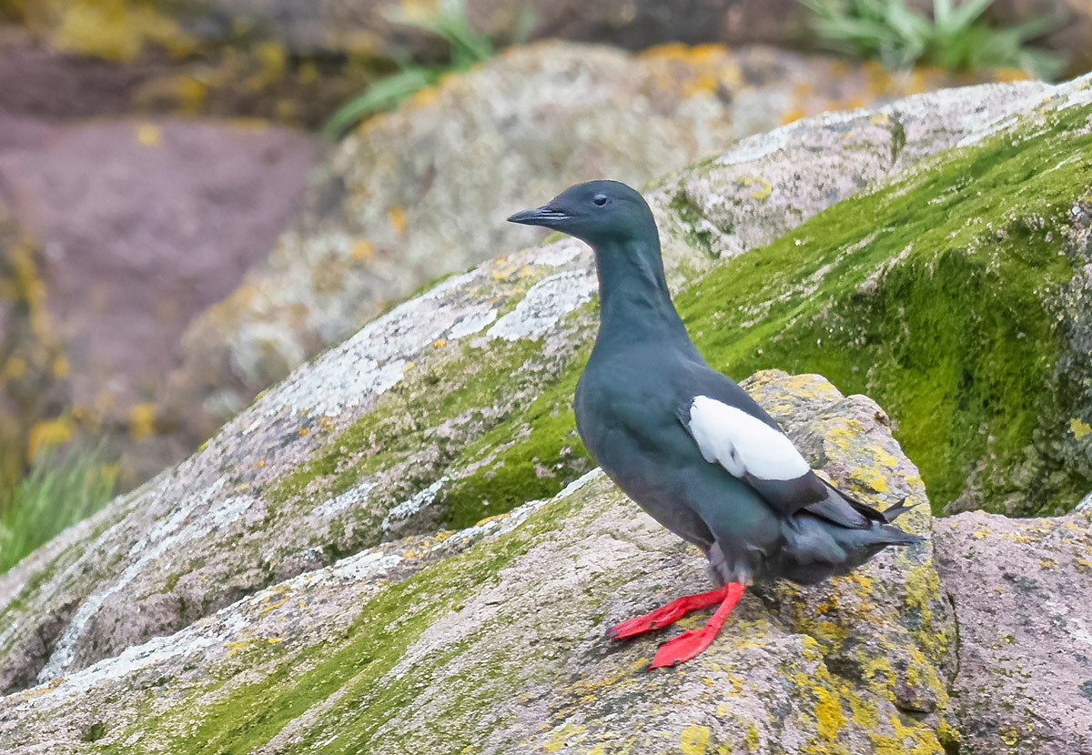 Black guillemot, Witless Bay Ecological Reserve, Newfoundland