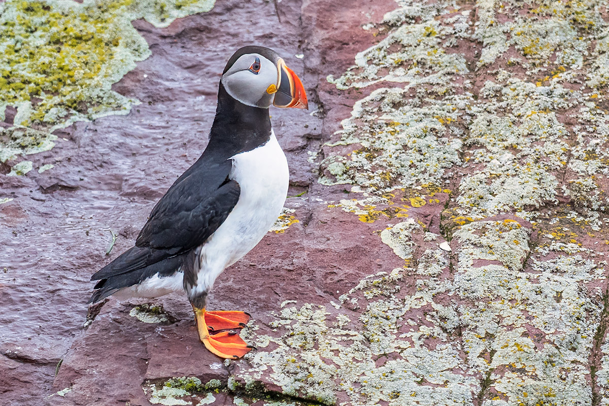 Atlantic Puffin, Witless Bay Ecological Reserve, Newfoundland