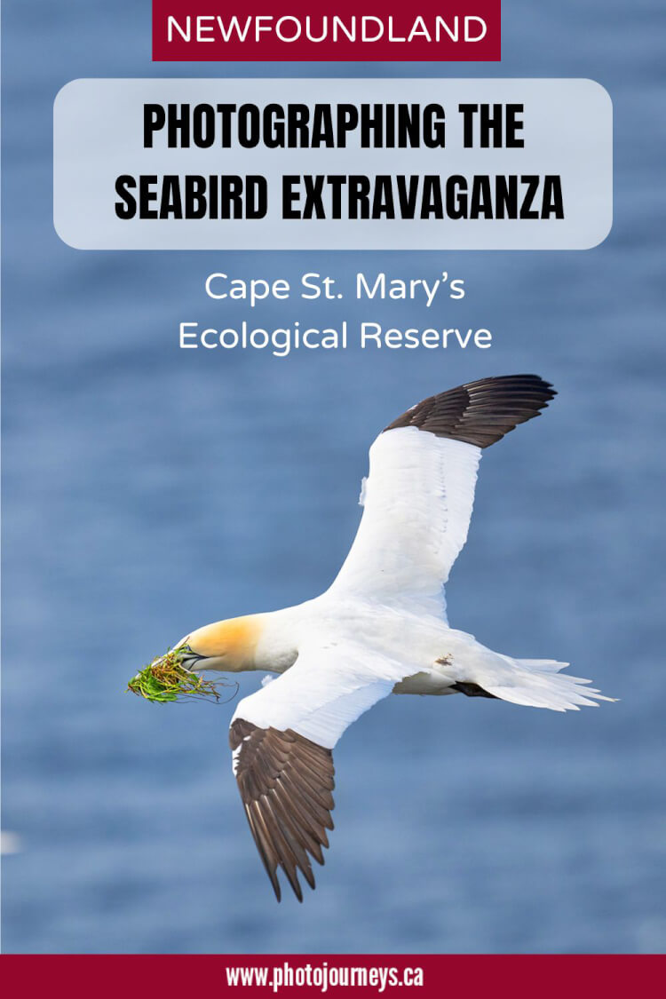 PIN for Seabird Photography at Cape St. Mary's Ecological Reserve, Newfoundland from Photojourneys.ca