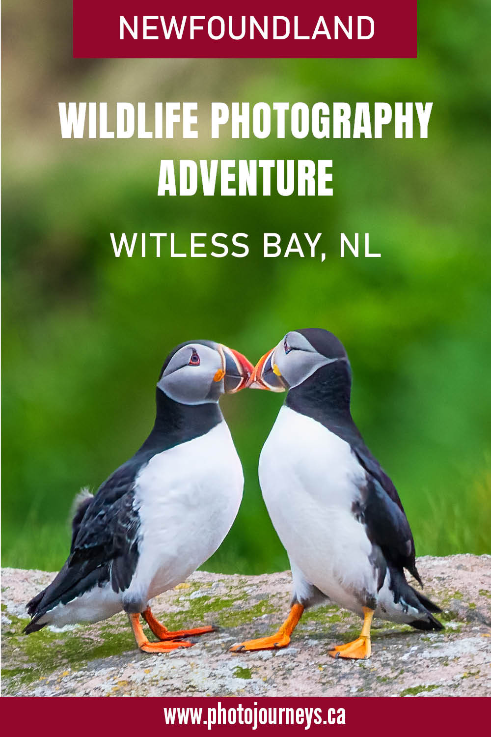 PIN for Witless Bay Wildlife Adventure | Photojourneys.ca