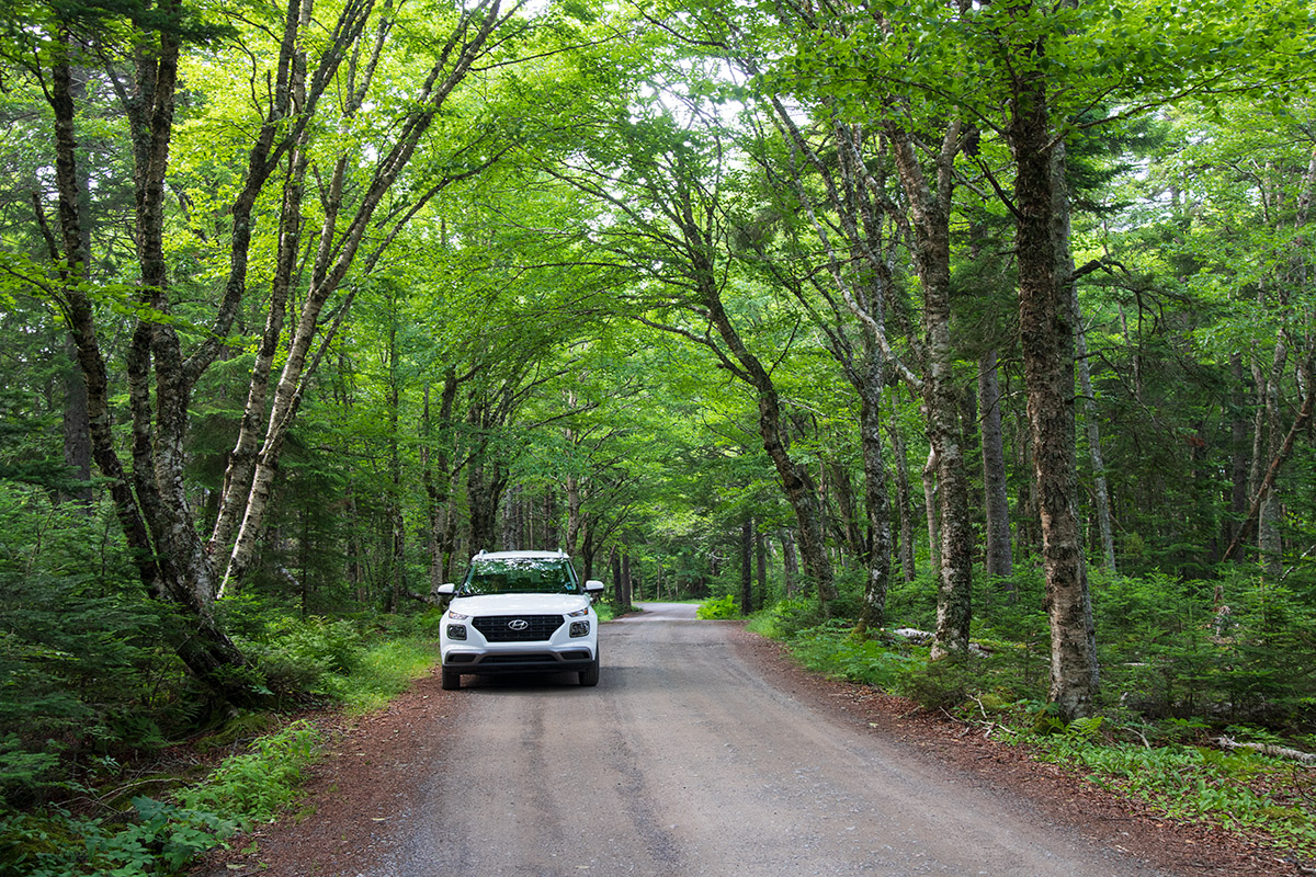 Road in the natural area of Roosevelt Campobello International Park.