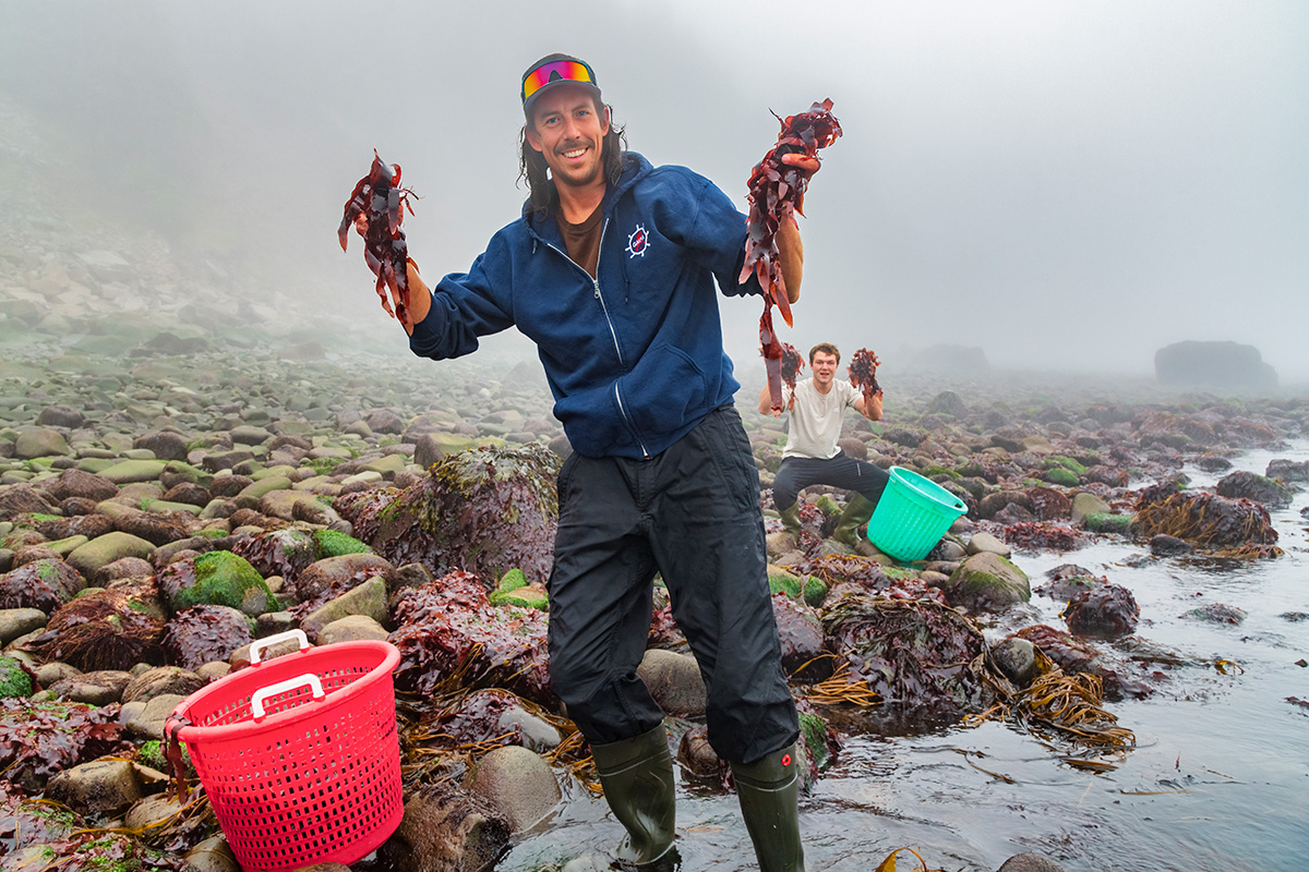 Dulse harvesting, Grand Manan Island, New Brunswick, Canada