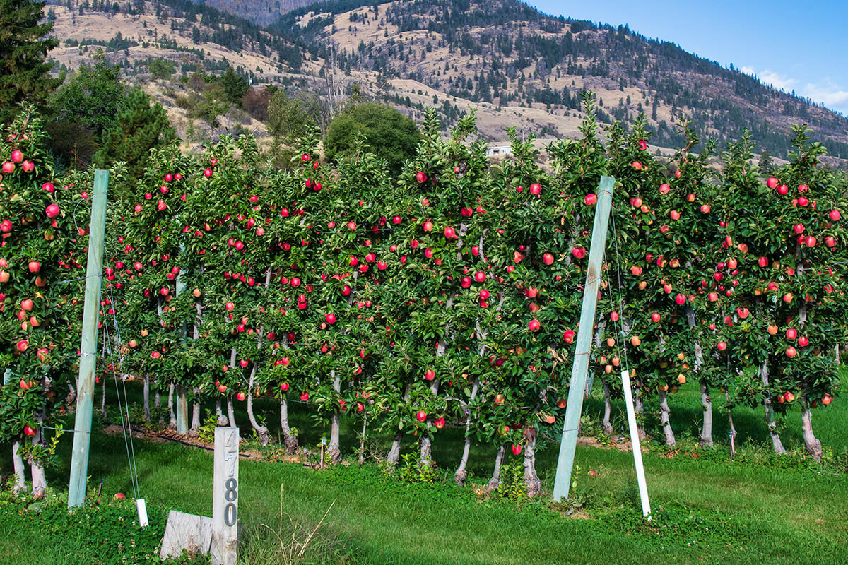 Apple orchards near Penticton, BC