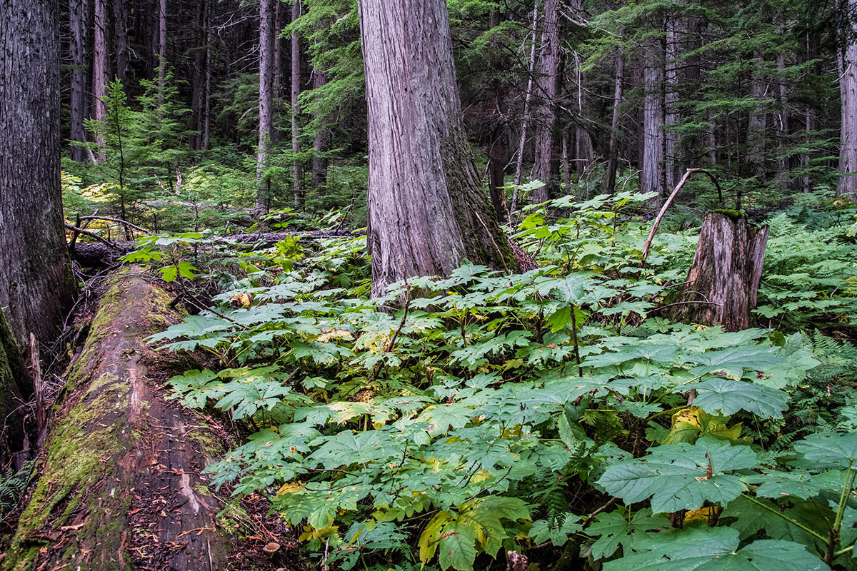 Hemlock Grove Trail, Glacier National Park, BC
