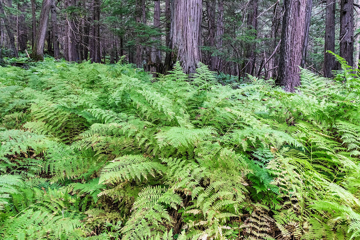 Hermlock Grove Trail, Glacier National Park, BC