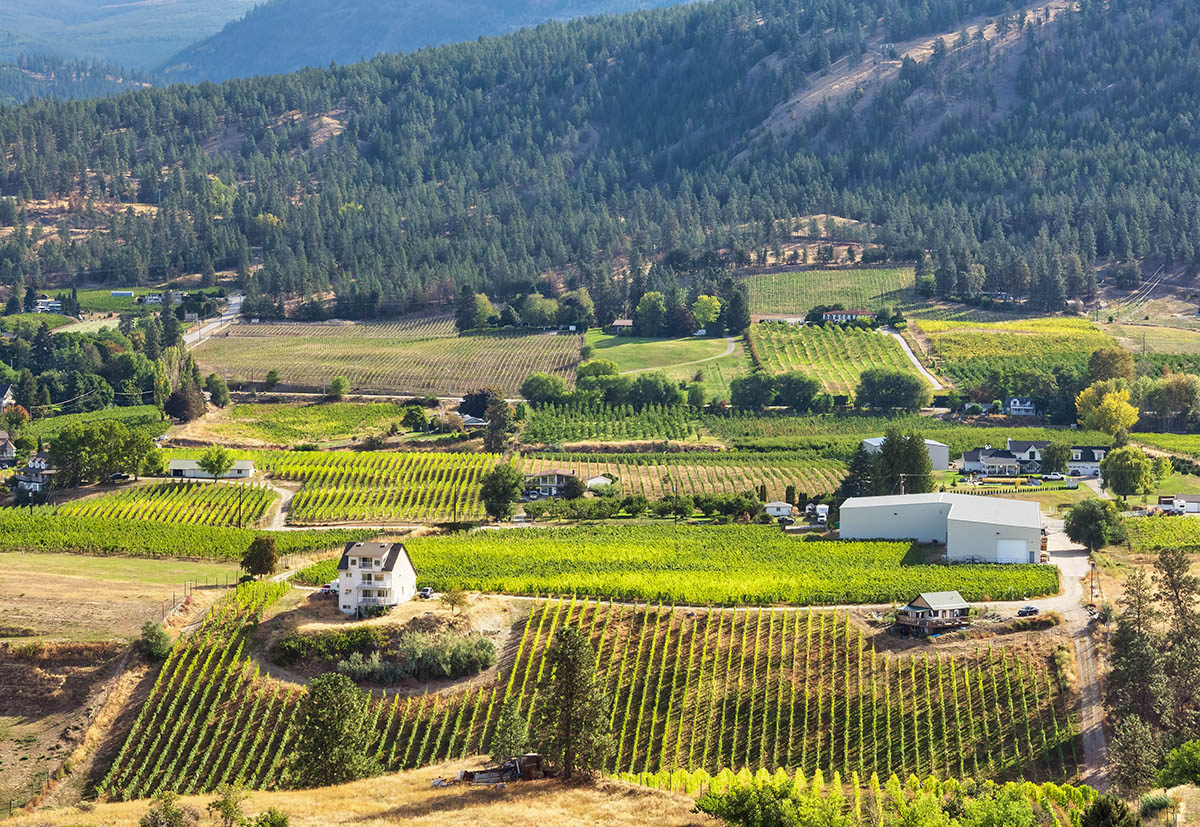 Vineyards near Penticton, BC
