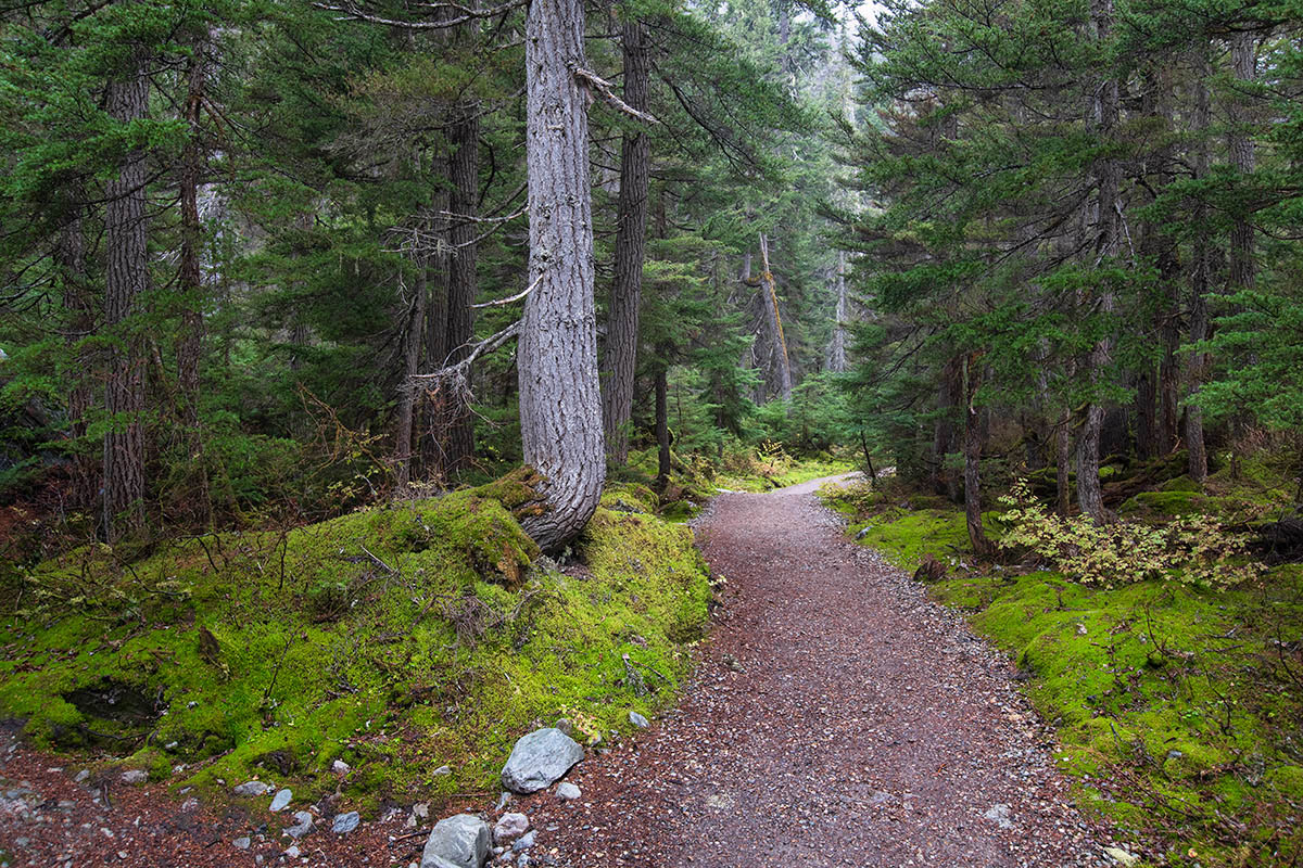 Meeting of the Waters Trail, Glacier National Park, BC.