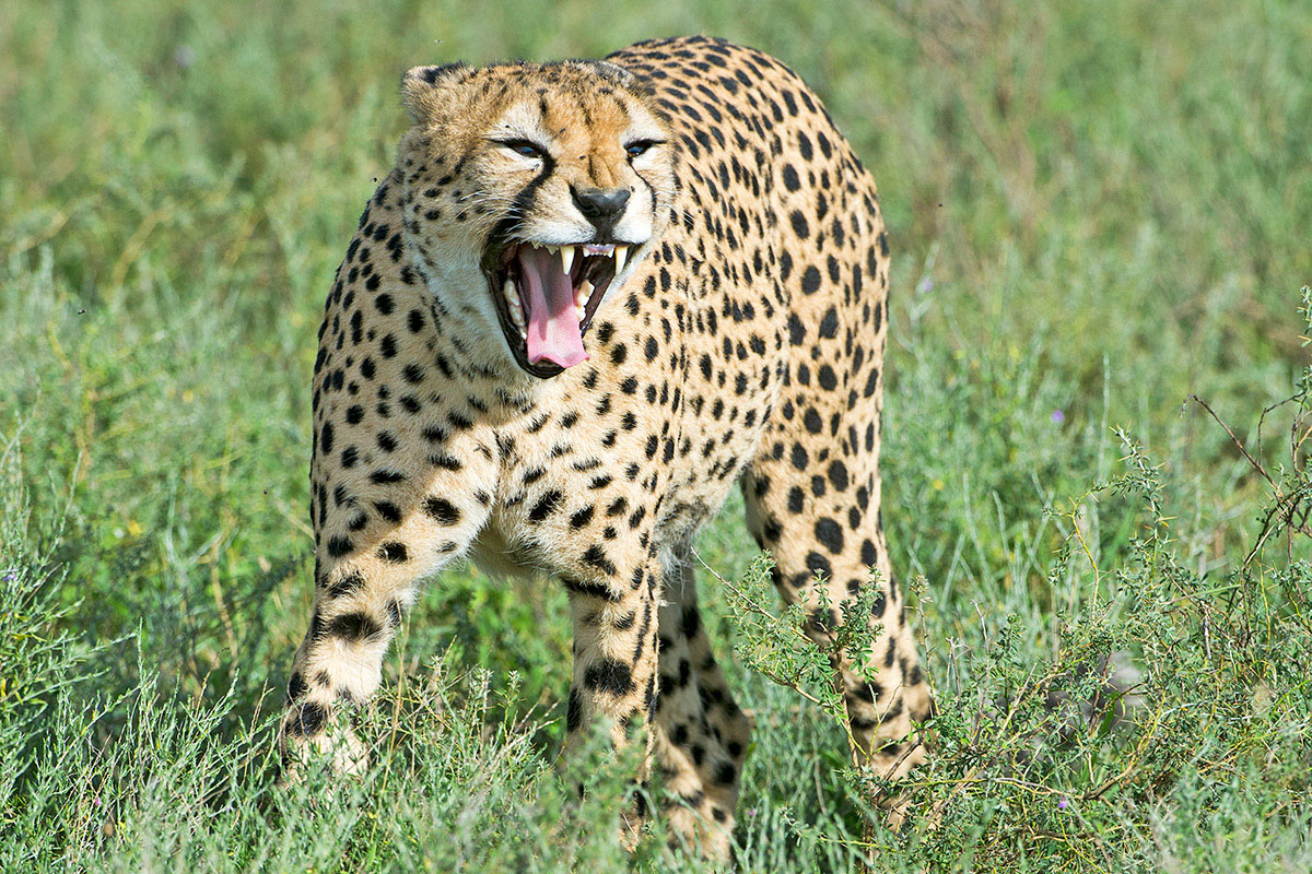 Cheetah