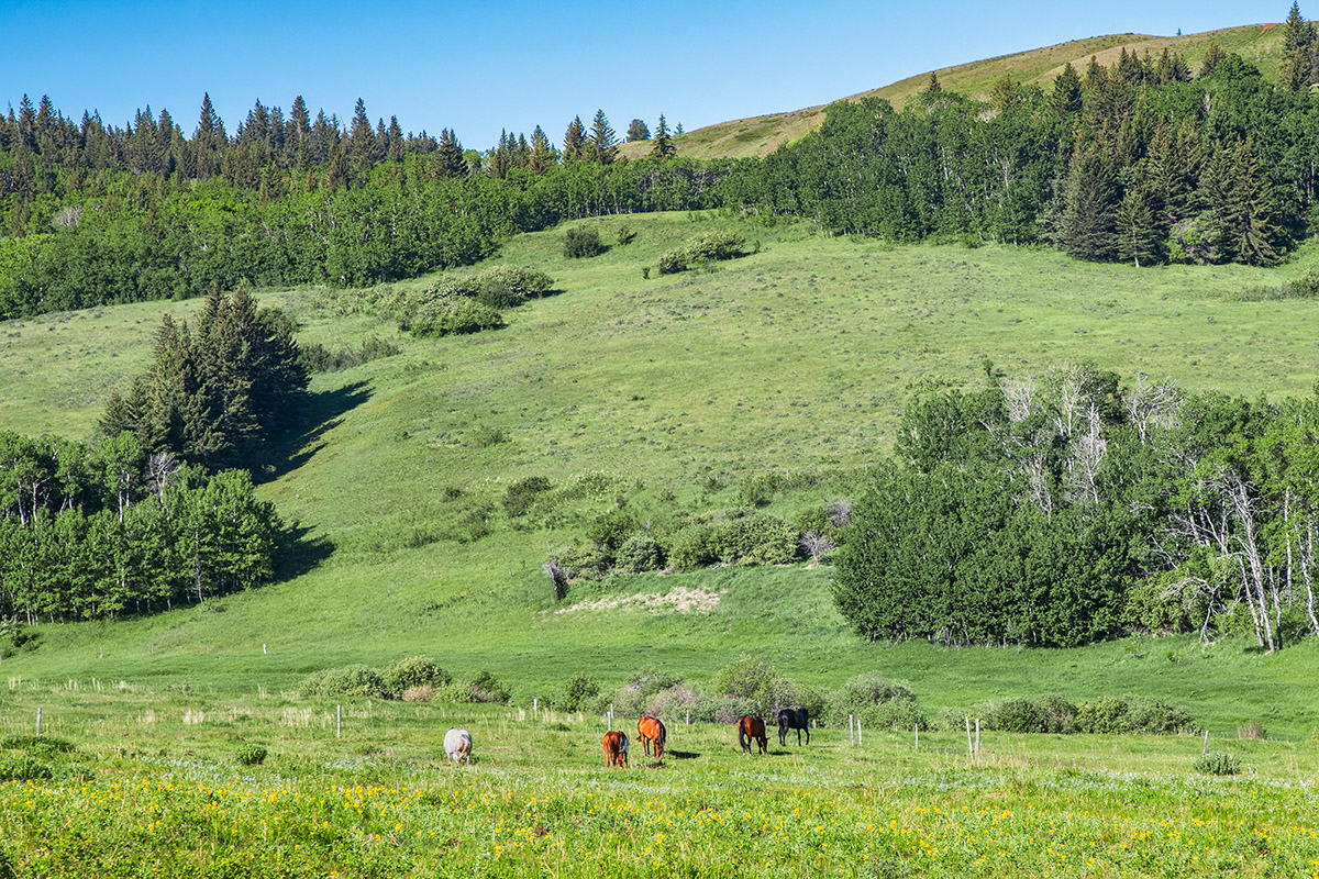 Pasture and hills, Reesor Ranch, Cypress Hills, Saskatchewan