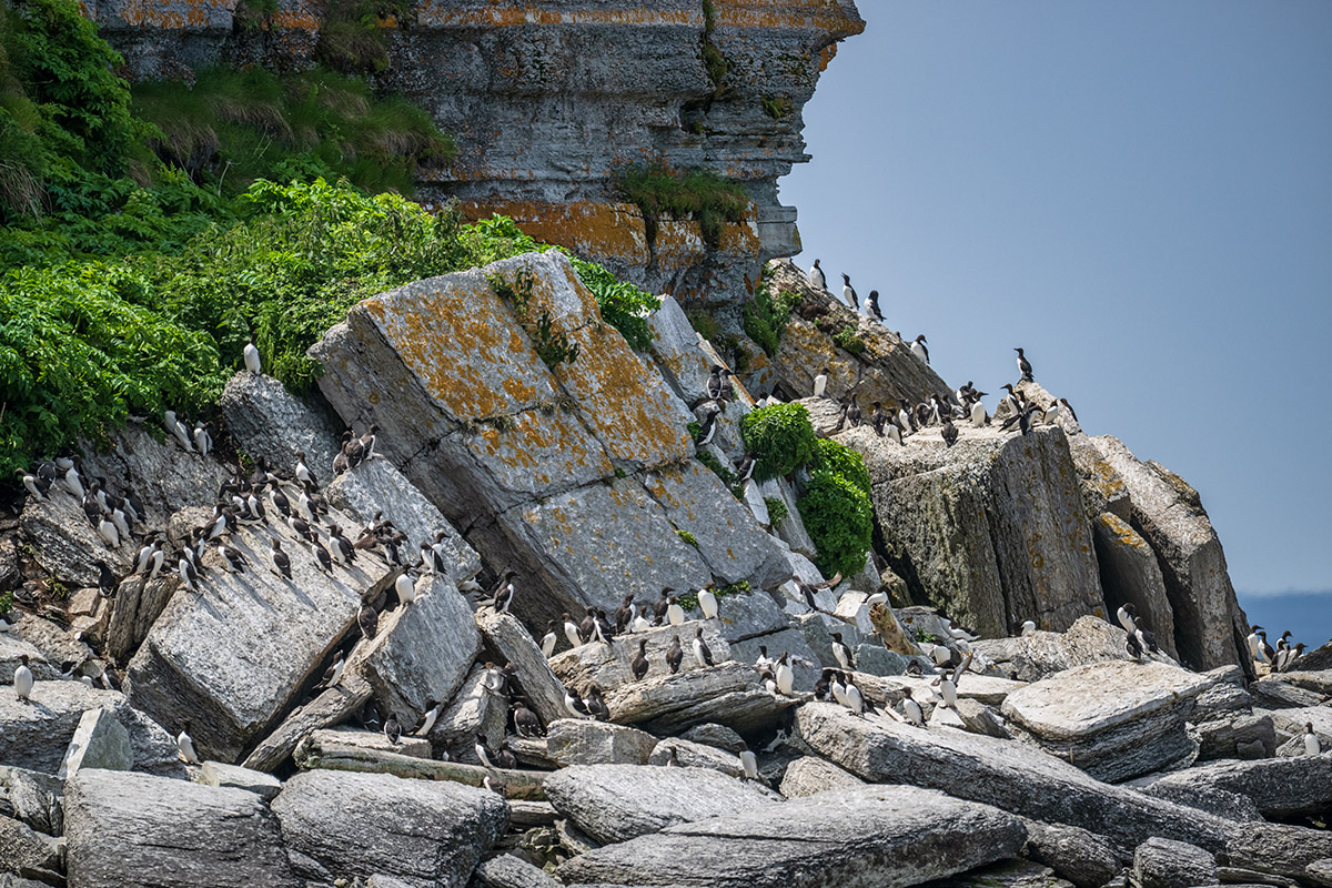 Razorbill colony, Ile aux Perroquets, Quebec