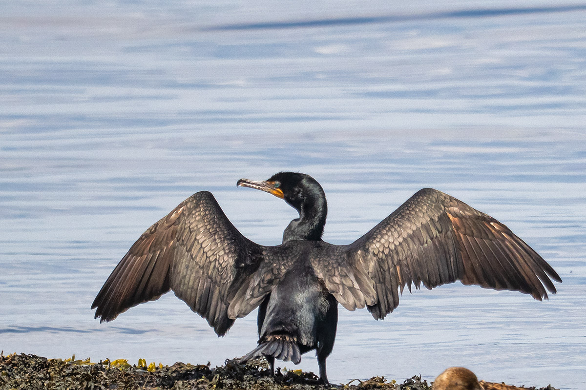 Double-crested cormorant.