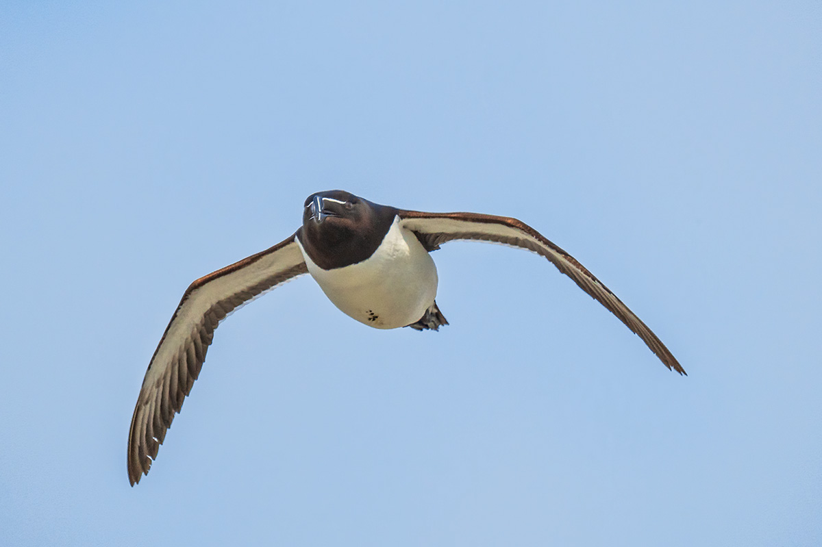 Razorbill, Ile aux Perroquets, Quebec