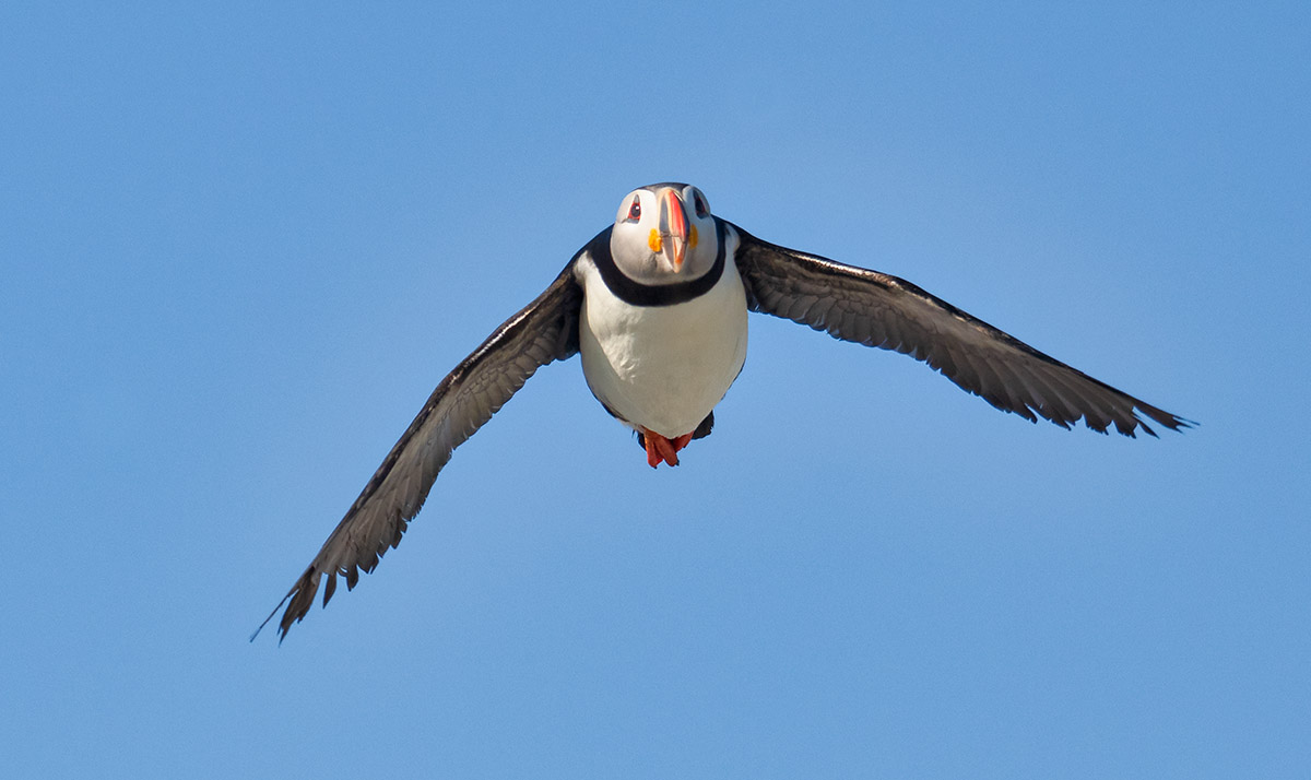 Puffin in flight, Ile aux Perroquets, Quebec
