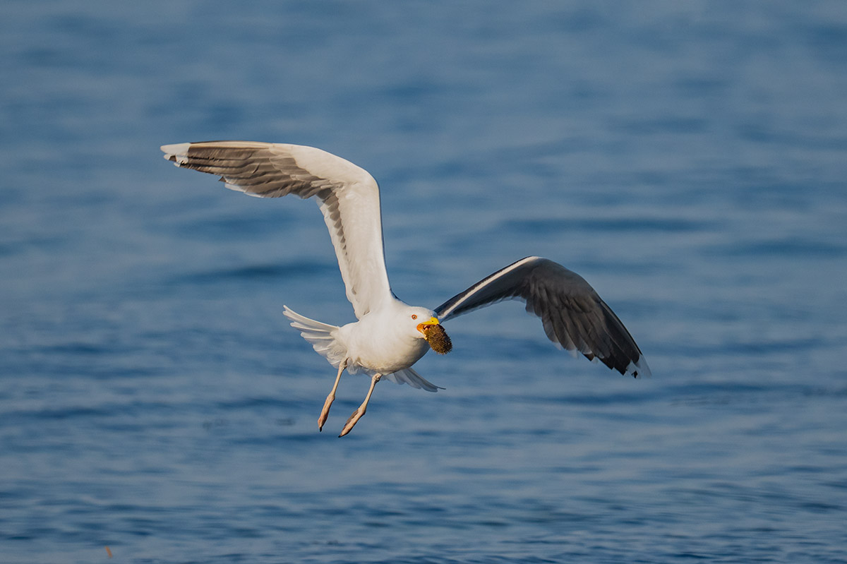 Gull flying with shellfish.