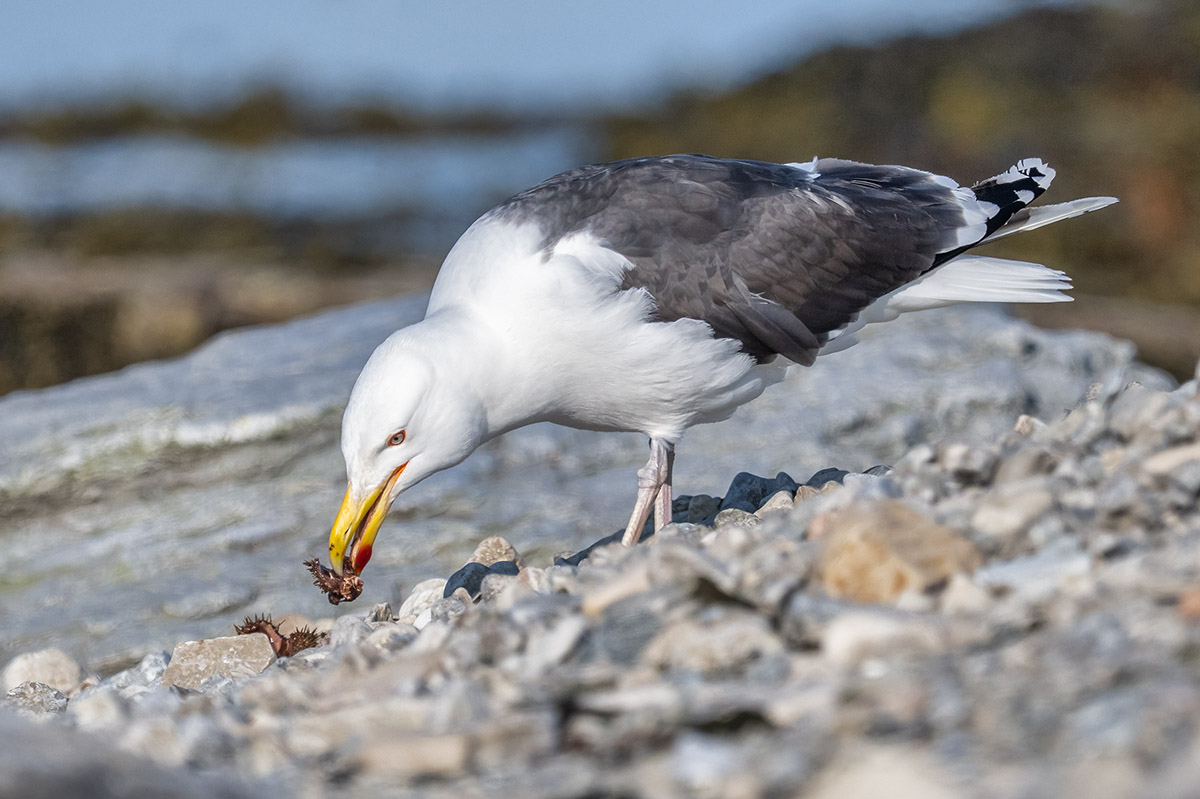 Ile aux Perroquets, Quebec, Great Black-backed gull