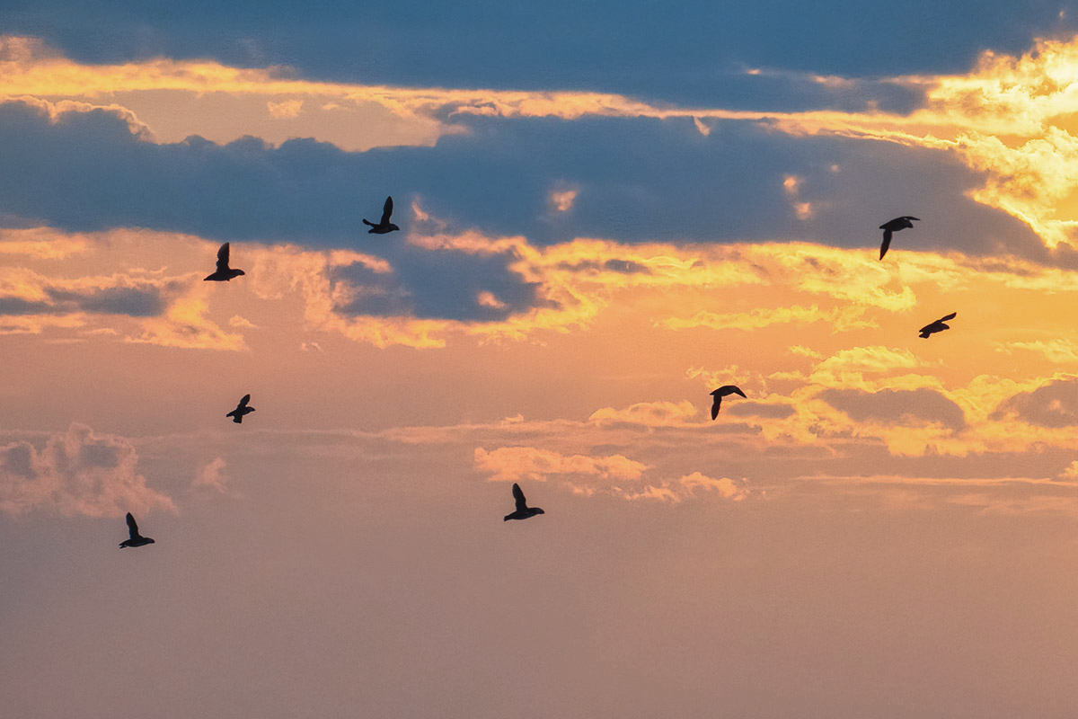 Puffins flying.