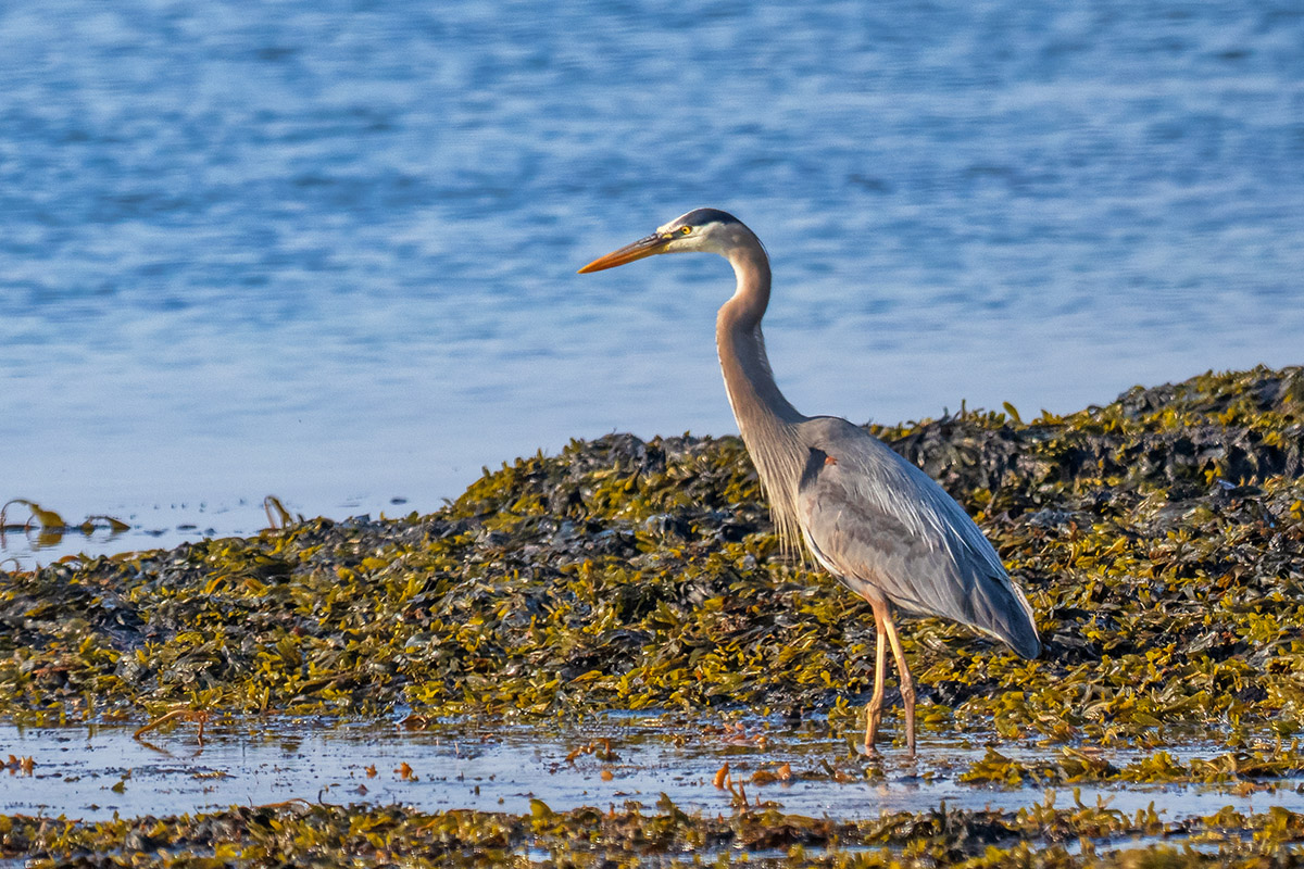 Great blue heron, Ile aux Perroquets, Quebec