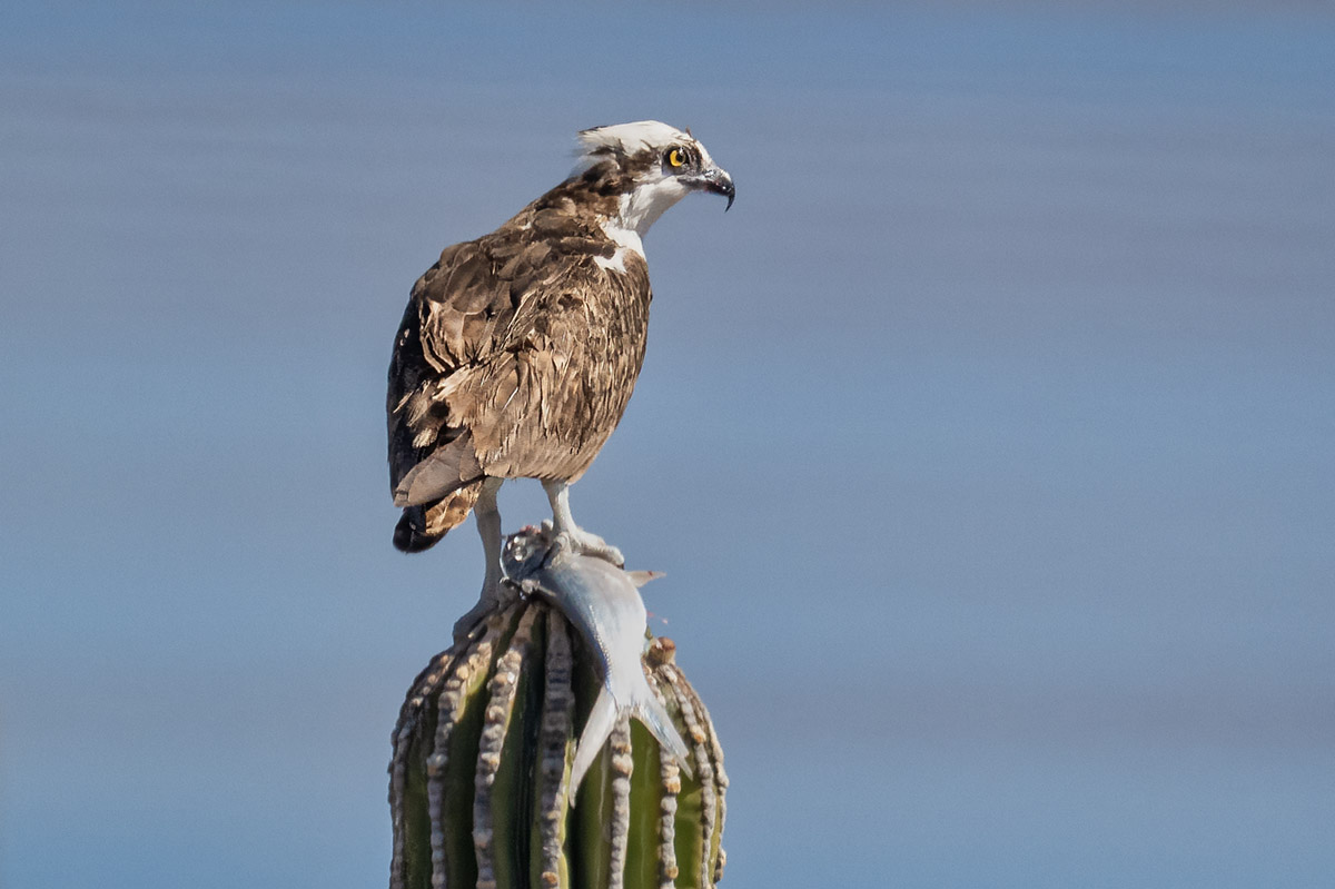 Osprey with a fish.