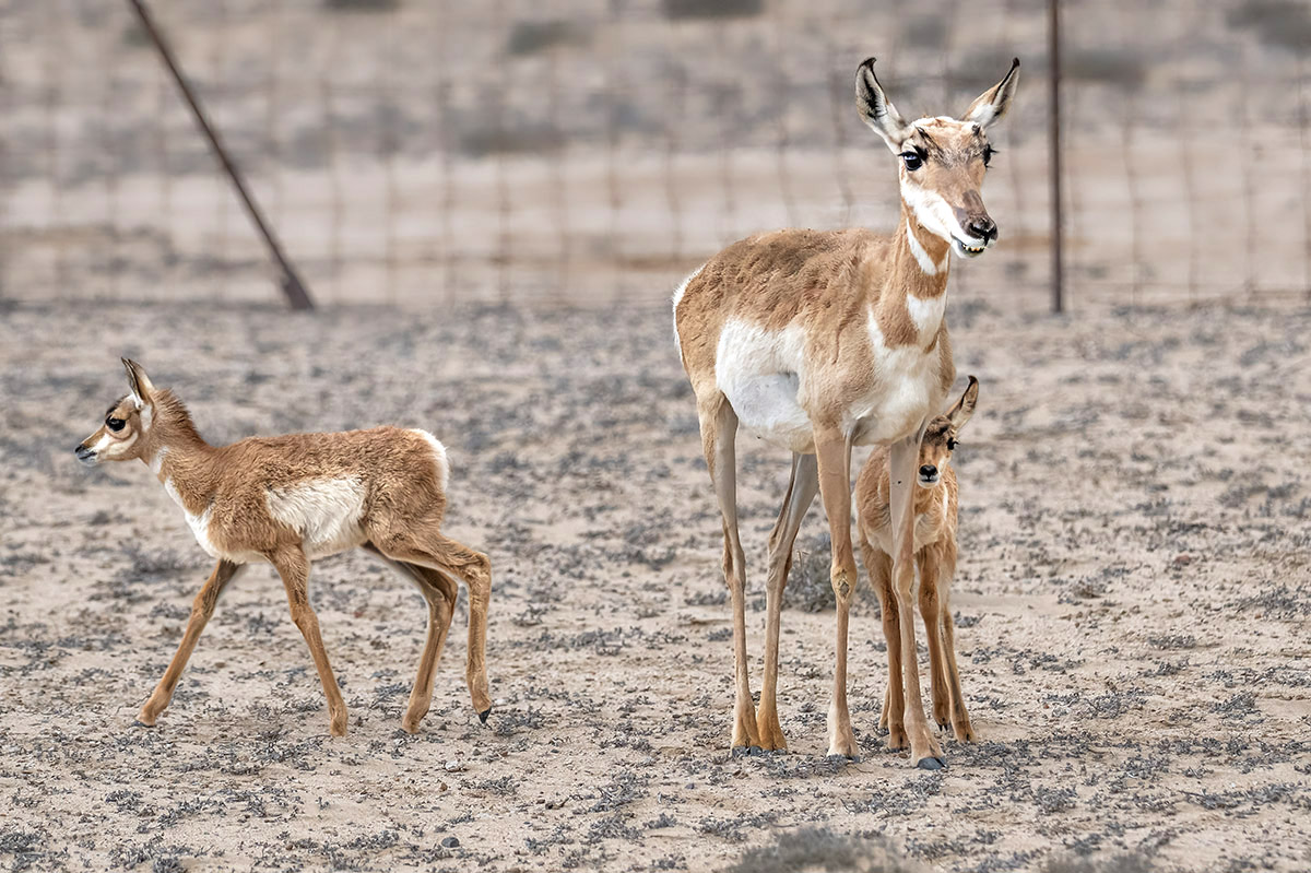 Peninsular Pronghorn, Mexico.