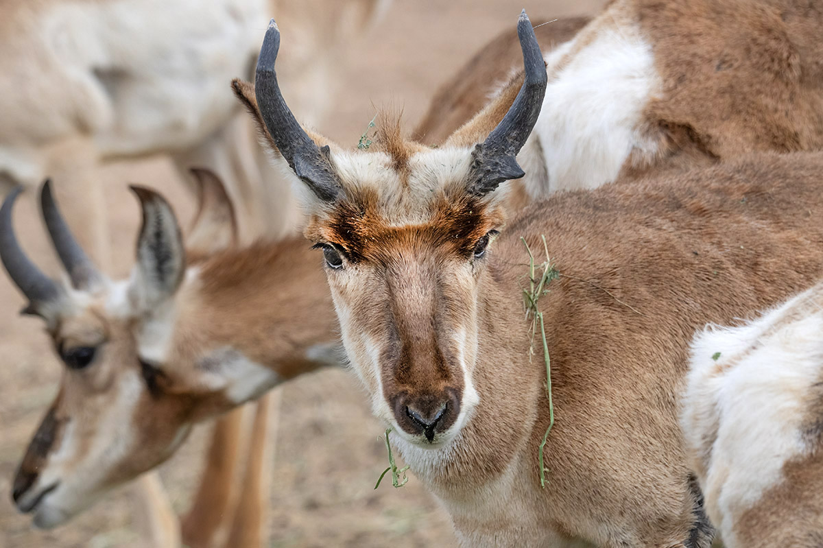 Male Peninsular Pronghorn, Mexico