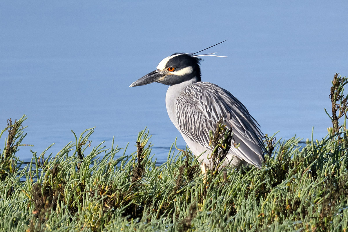 Yellow-crowned night heron, Mexico