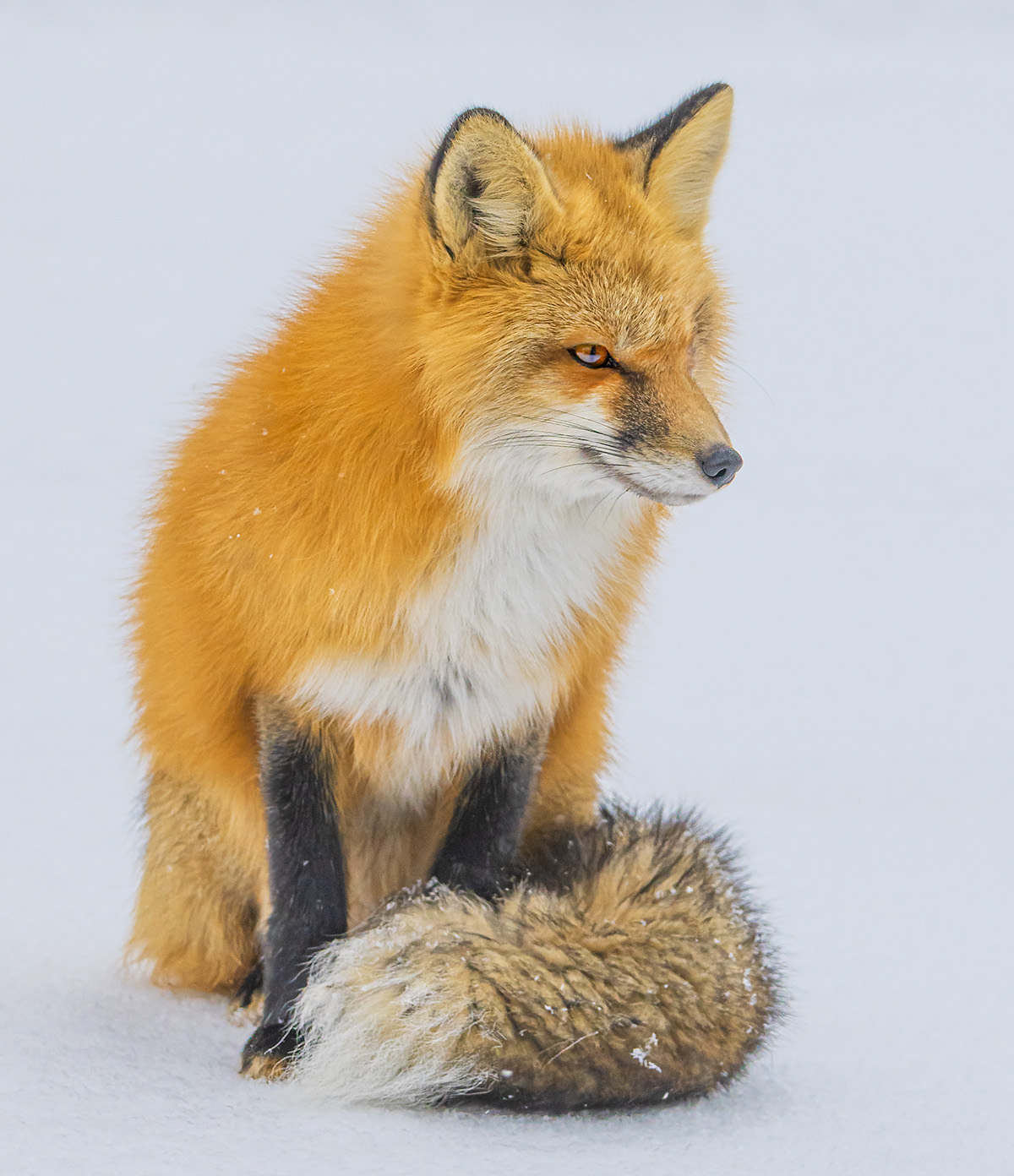 Red fox, Saskatchewan Canada. Winner Merit Award 2026 Bill Muster Photography Award