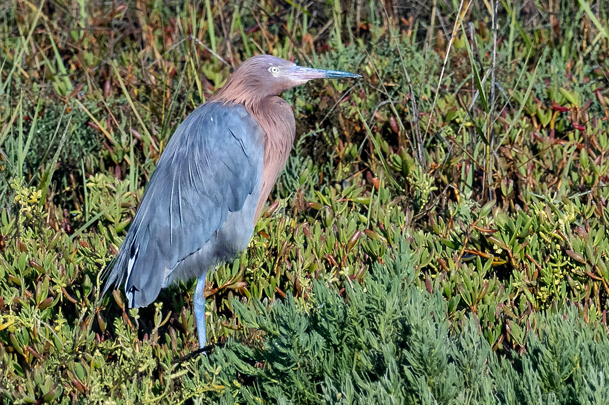 Reddish egret near Guerrero Negro, Mexico