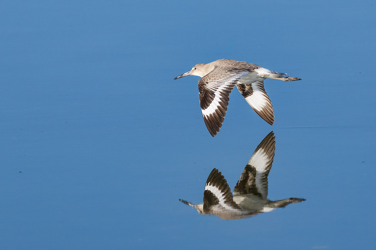 Willet, Mexico