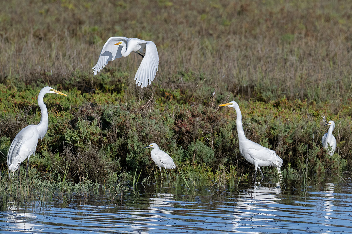Egrets, Mexico