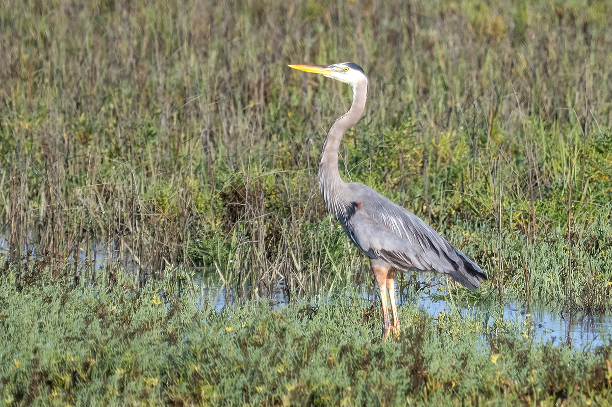 Great Blue Heron, Mexico.