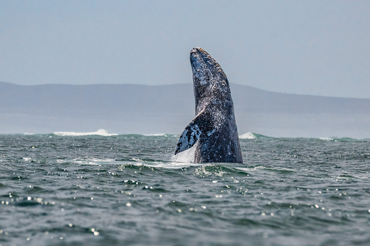 Gray whale breaching, Baja California Sur, Mexico.