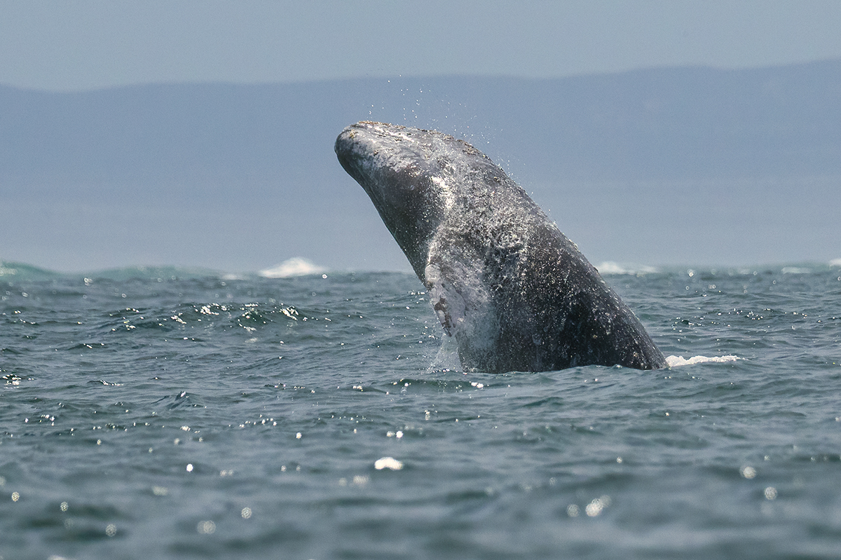Gray whale in Ojo de Liebre Lagoon, Baja California Sur, Mexico.