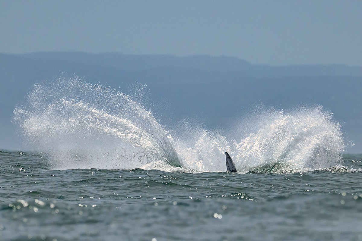 Gray whale, Baja California Sur, Mexico.