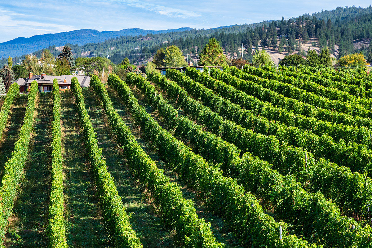 Vineyards near Osoyoos, BC.