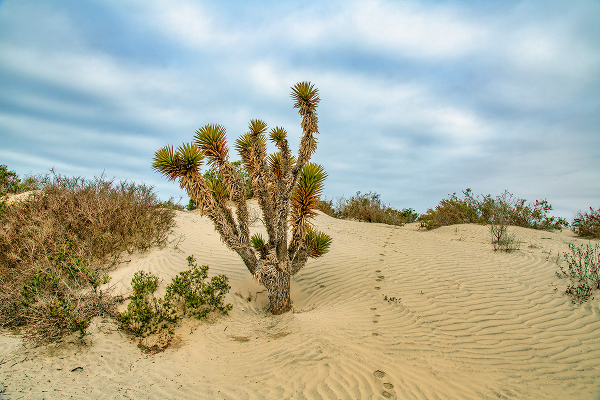 Las Dunas de la Soledad, Mexico.