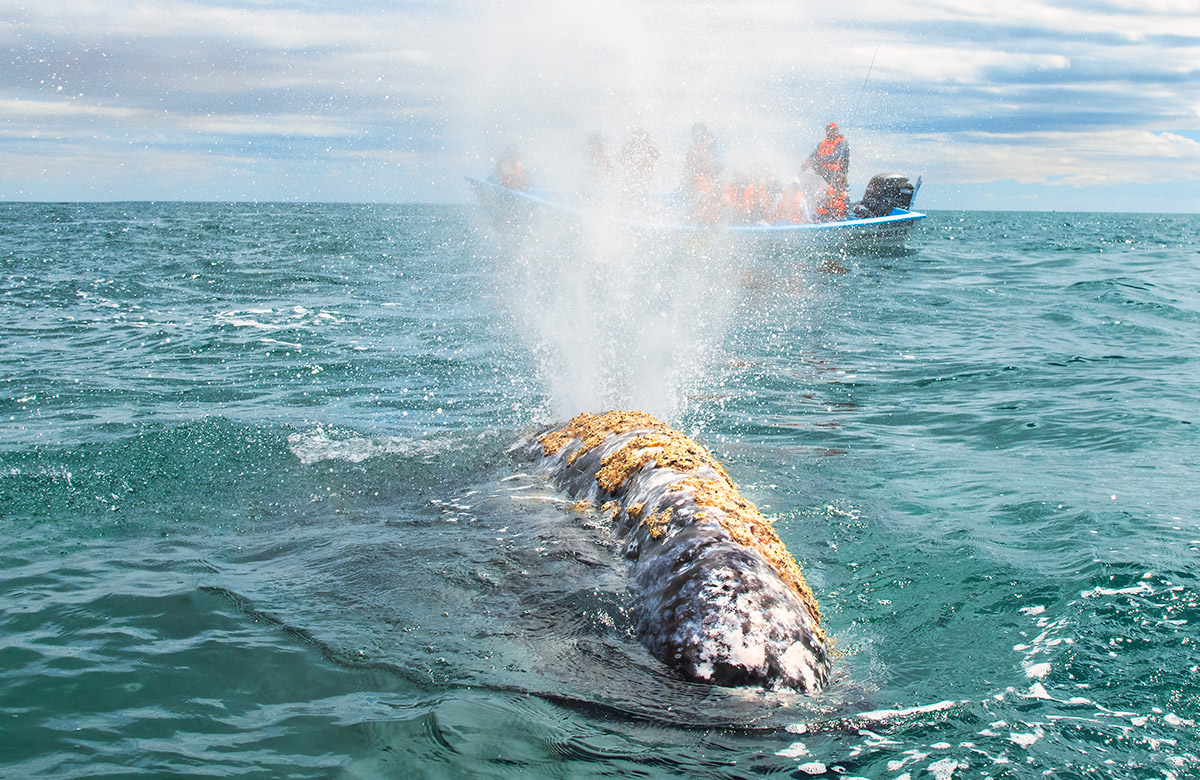 Gray whale spouting, Baja California Sur, Mexico.