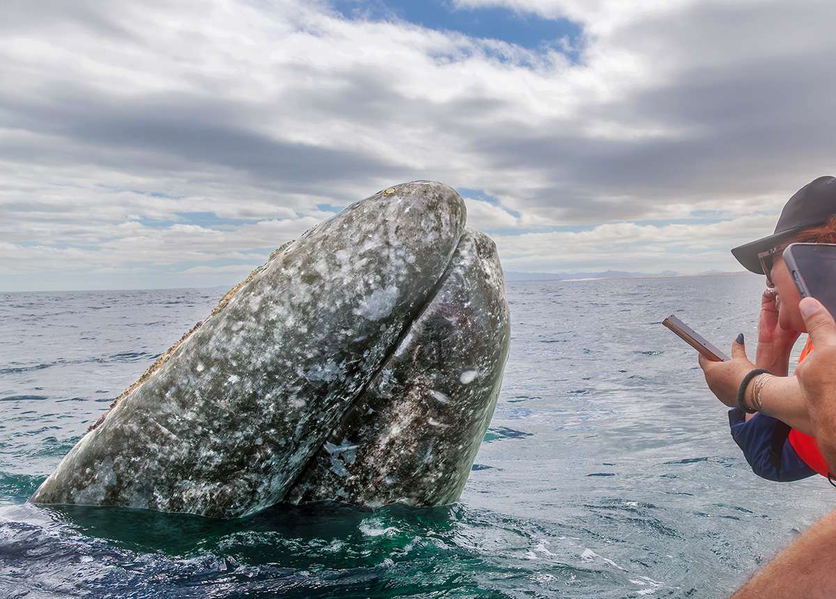 Gray Whale, Baja California Sur, Mexico