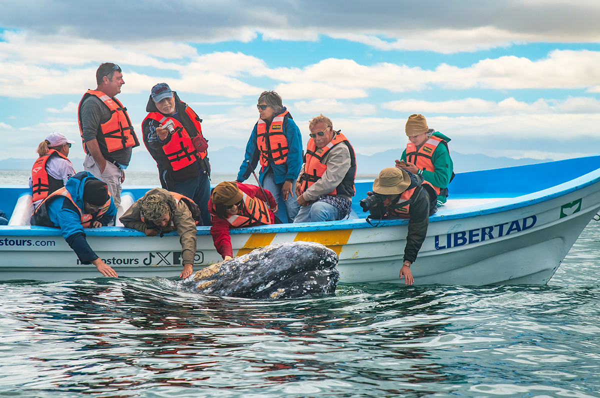 Gray whale, Baja California Sur, Mexico.