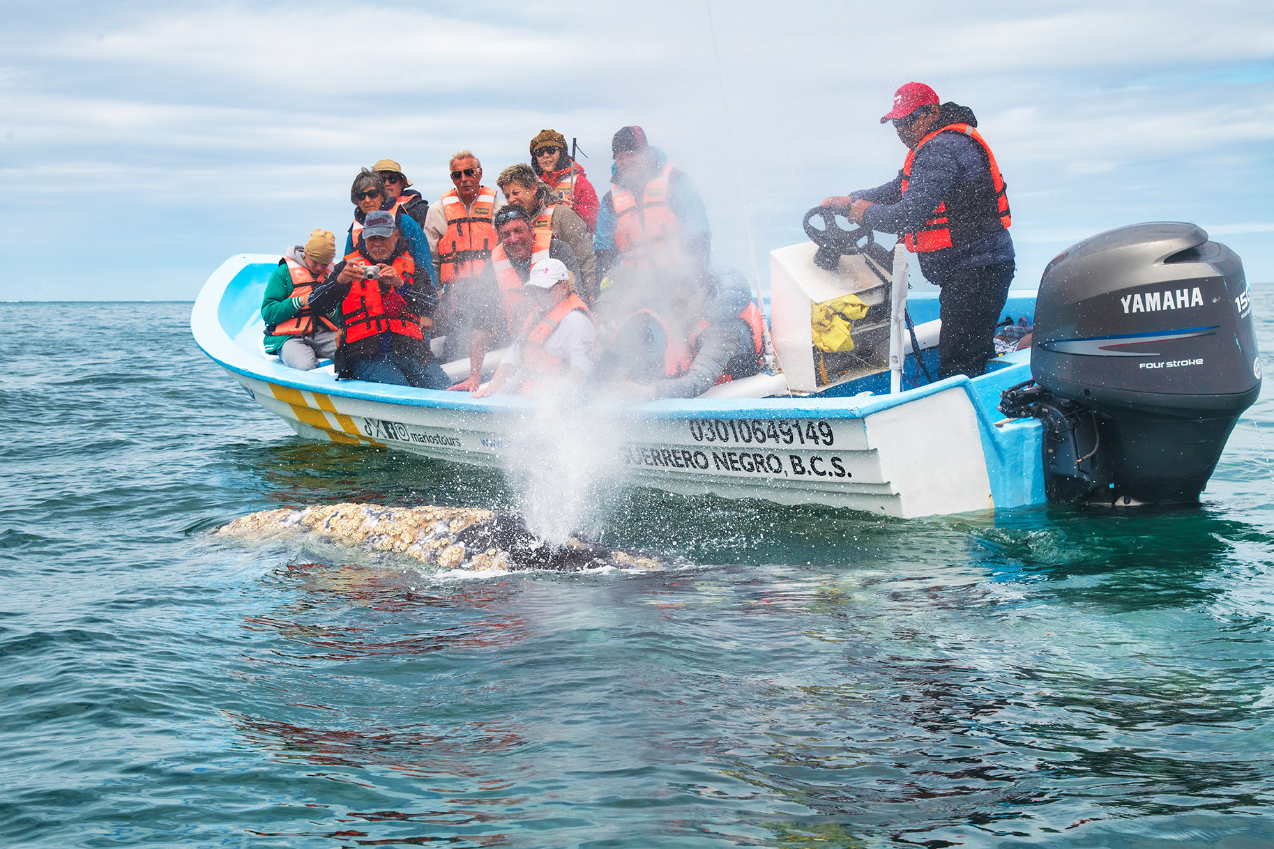 Gray whale, Baja California Sur, Mexico.