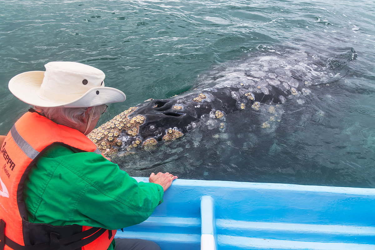 Gray whale, Baja California Sur, Mexico
